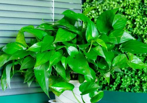 绿萝冬天能用什么水养,冬季养绿萝多长时间浇一次水