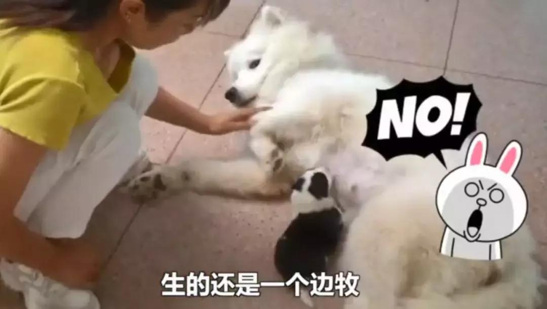 毛孩子初次发情，意外怀孕危害大！怎么办？