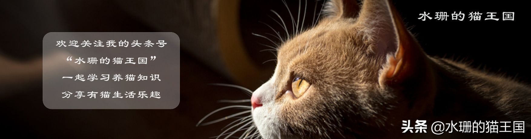 猫咪便秘的症状和解决方法,猫咪便秘的症状和治疗方法