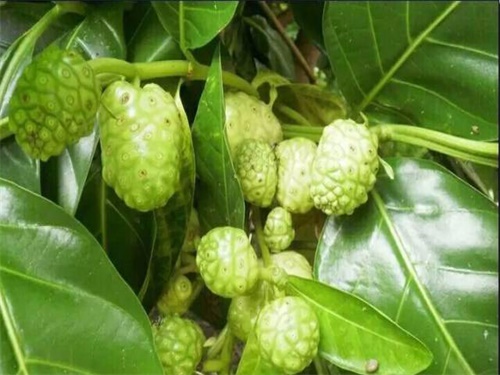 诺丽果海南哪里种植,诺丽果新鲜果实怎么种