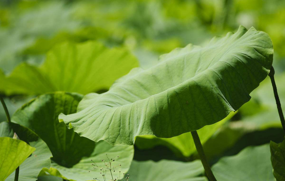 《说文解字》第105课:如何准确理解“蒹葭苍苍”?