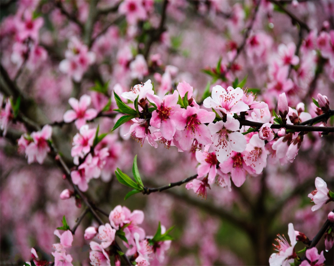 桃花盆栽养殖难？掌握好这几点，桃花盆栽的养殖不再困难！