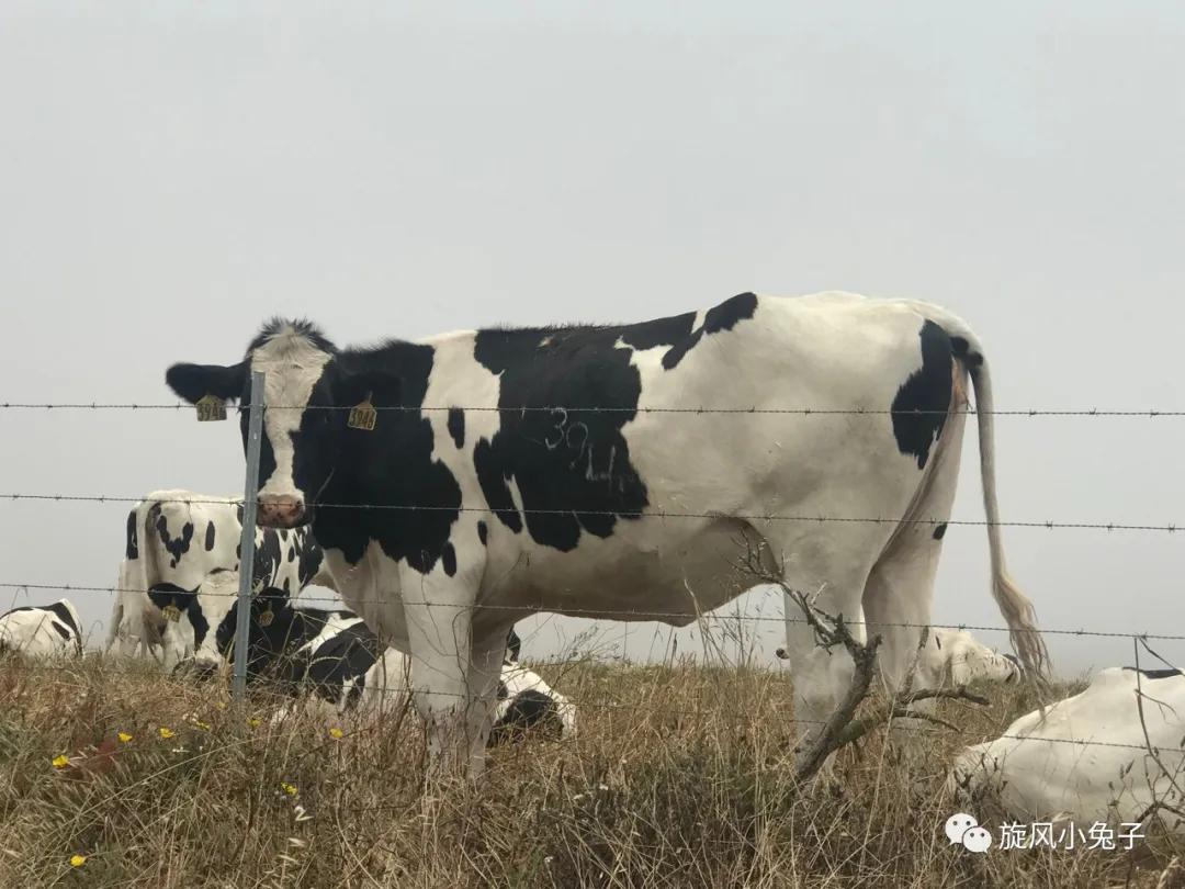 加州沿海1号公路自驾游散装系列（一）：阳光北加的金山依旧