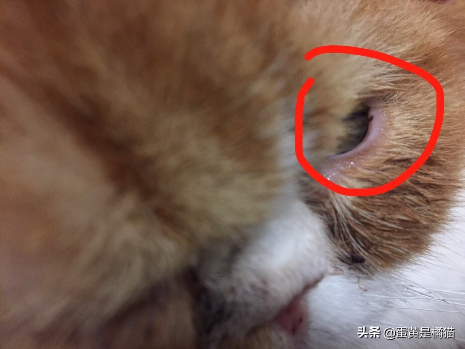 猫咪眼睛发炎的症状用什么眼药水,猫咪眼睛疾病的症状