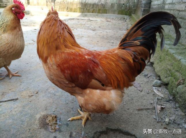 肉鸡的发育特点你知道吗？