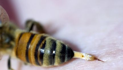 毒蛇毒液可抑制新冠病毒,青竹蛇儿口黄蜂尾上针