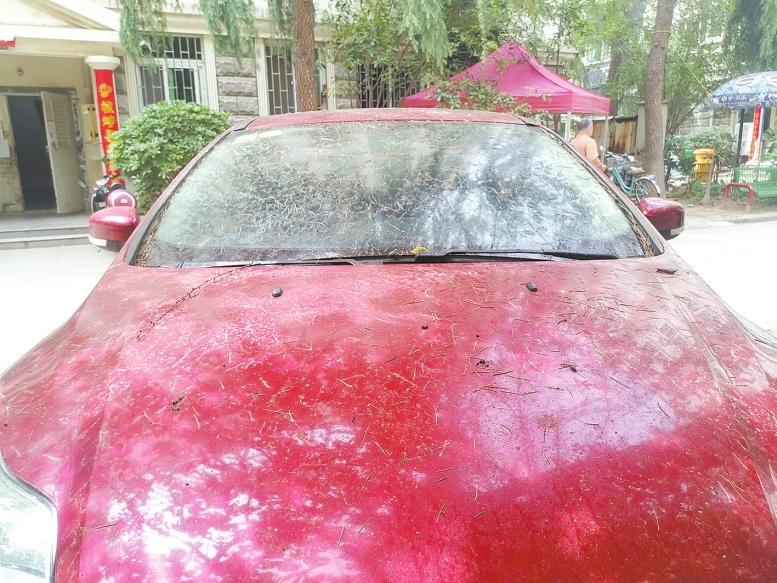 树上滴油在车身上怎么洗不掉,树上滴树胶到车上