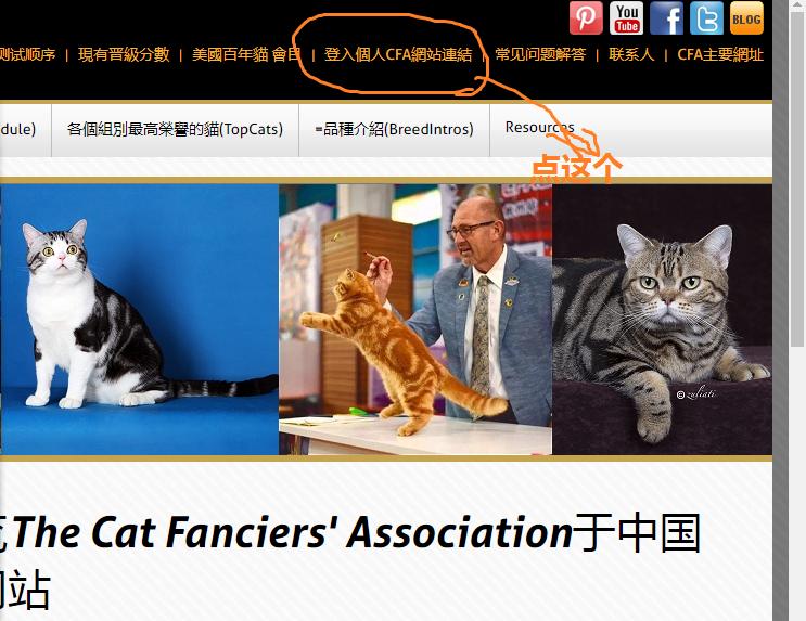 花重金买猫,花高价买的猫