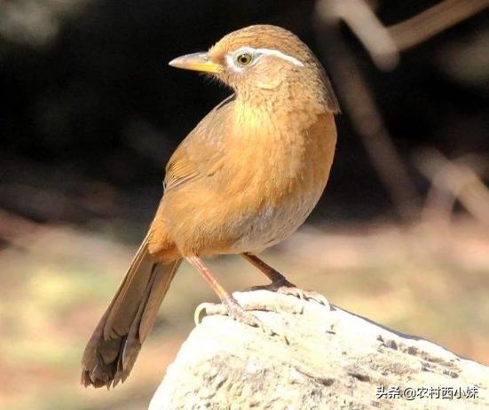 养画眉封笼好还是亮笼好,养画眉日常需要罩笼吗