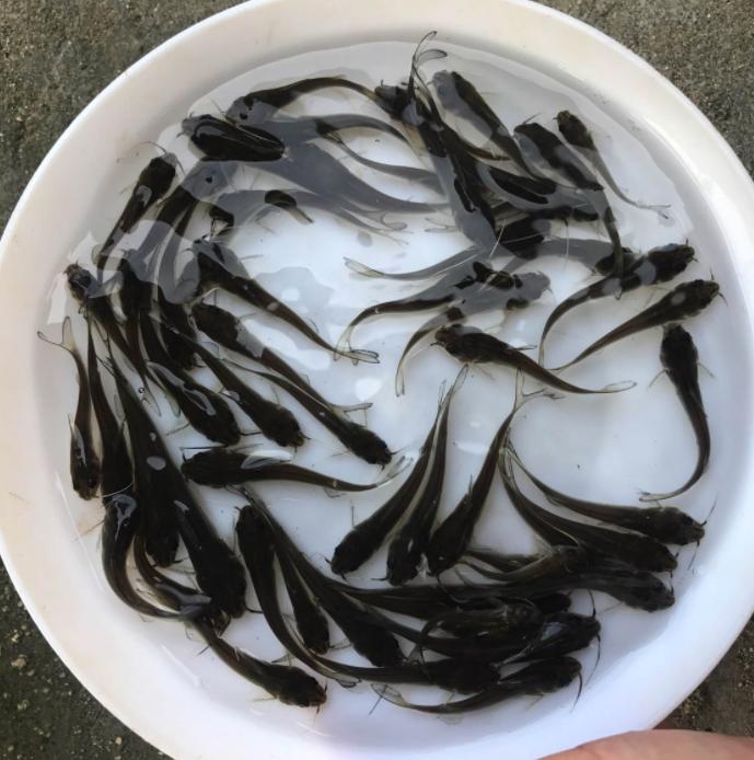 叉尾鮰代谢功能障碍,叉尾鮰的出血病哪个月易发生