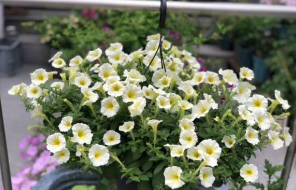 今年二月中旬可以给矮牵牛扦插吗,培育重瓣矮牵牛种子的方法有哪些