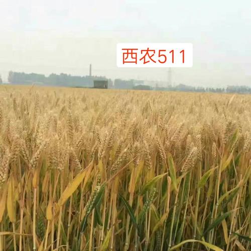 高抗倒伏的高产小麦品种,小麦高产大穗抗冻新品种