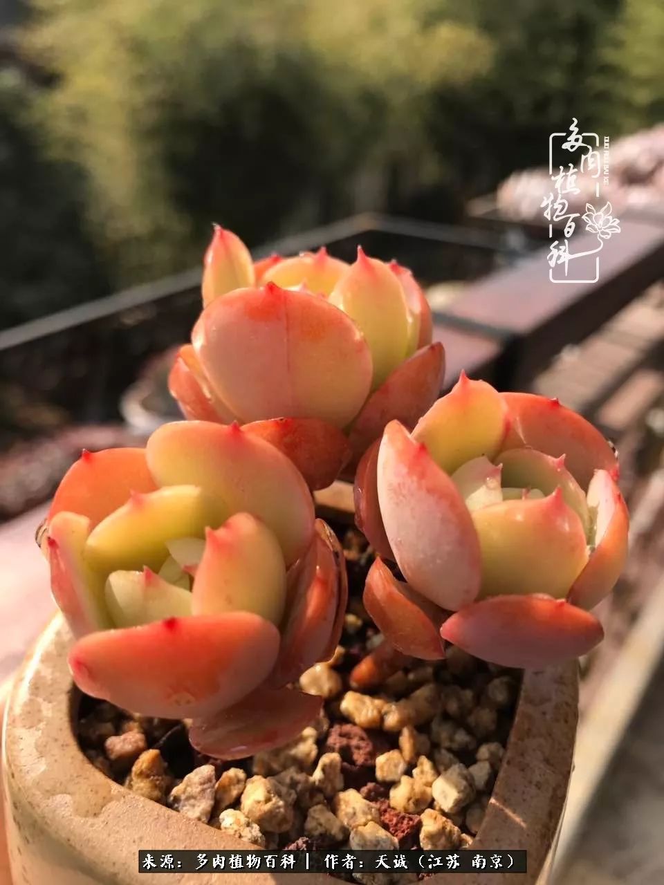 鍙拱瀵圭殑涓嶄拱璐电殑灏忔牱,鍙拱瀵圭殑涓嶄拱璐电殑鍥剧墖灞曠ず