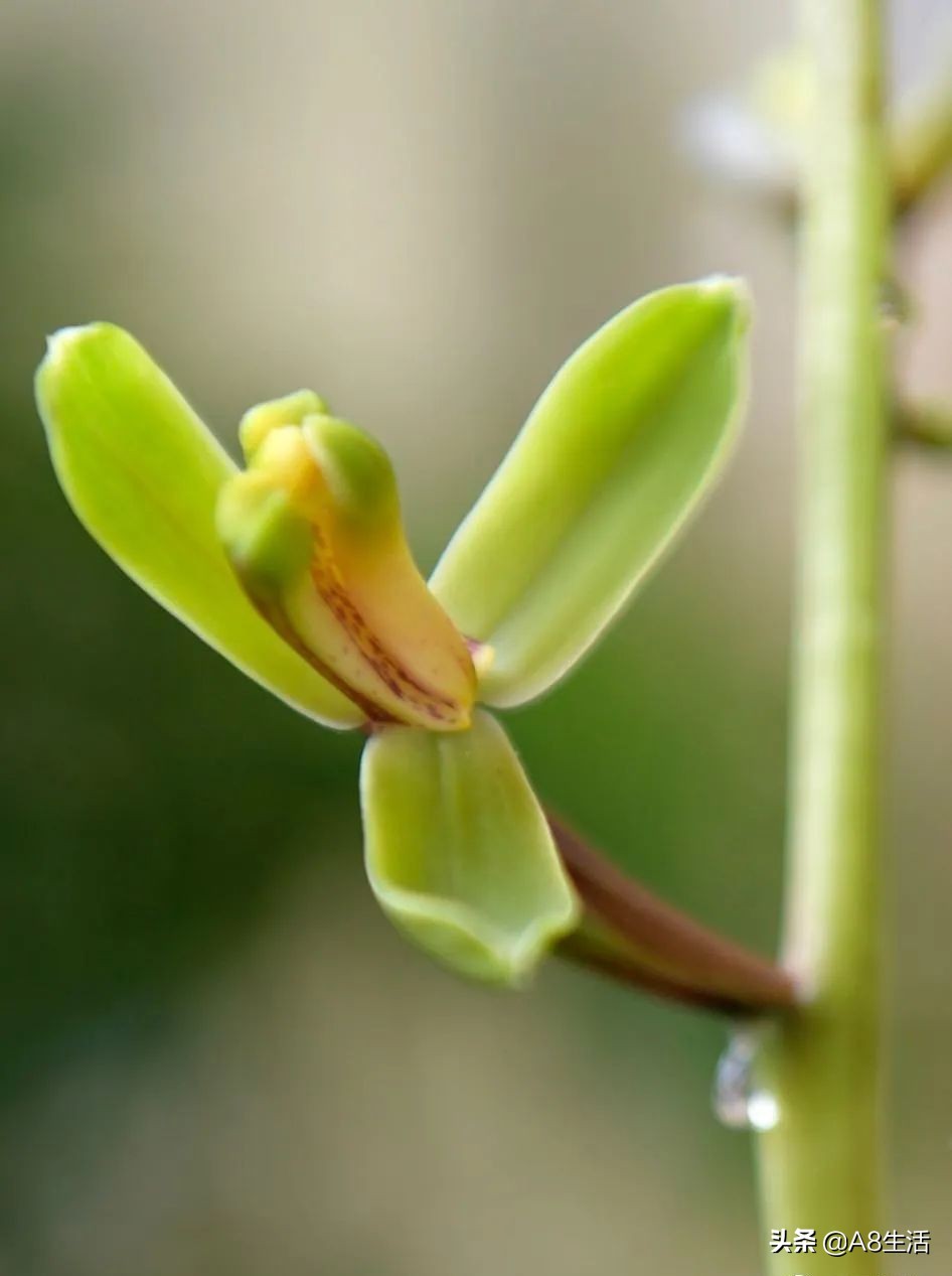 2019蕙兰端梅价格,每日一品花卉