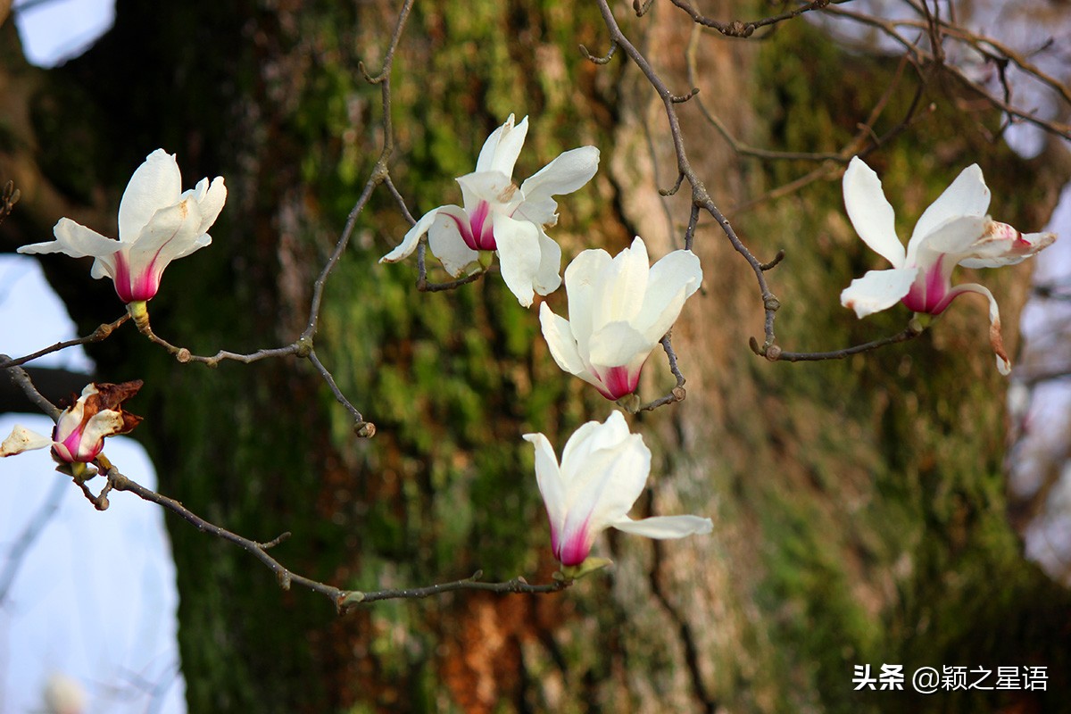500年玉兰树,枯木逢春一树繁花