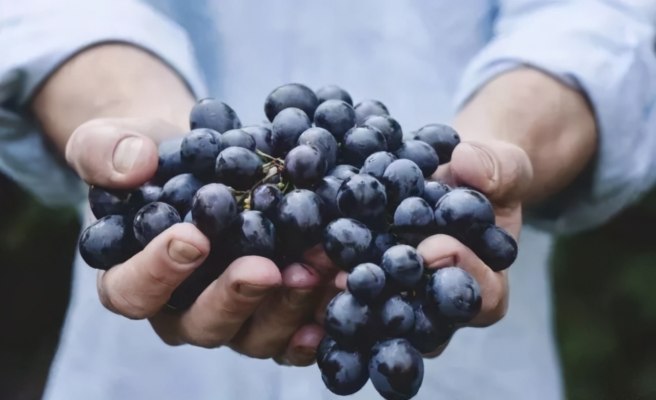 轻松学会6条红酒小知识,你不得不知道的红酒小知识