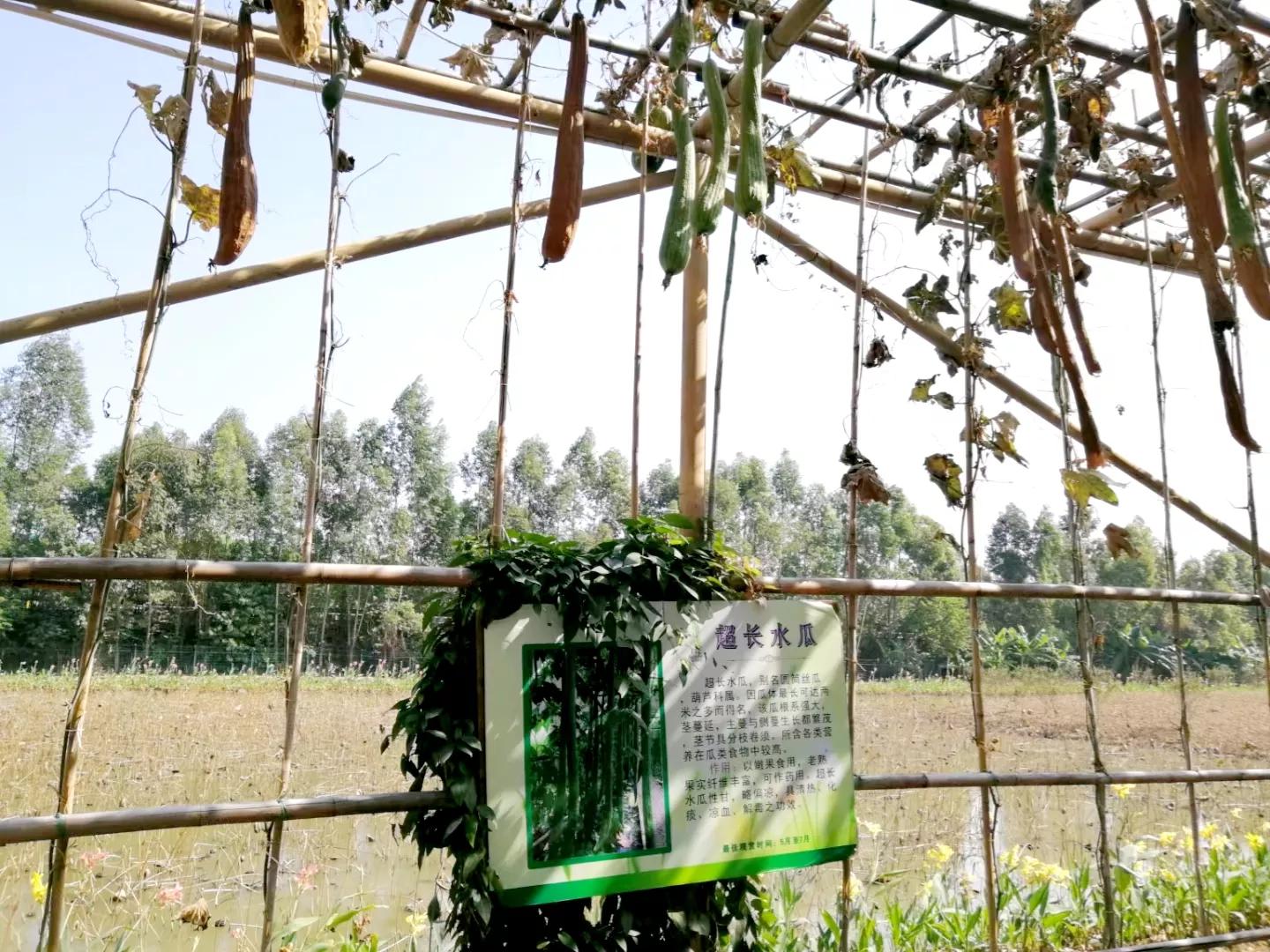 番禺地铁7号线旅游攻略,广州番禺七号线游玩攻略