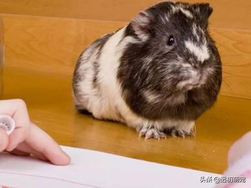 家里养仓鼠有哪几个注意事项,家里养仓鼠有什么注意事项