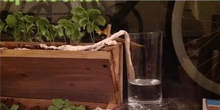 自制养花自动浇水神器教程,自制浇花喂水神器两根管