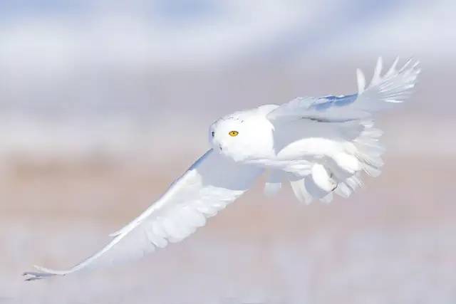 315曝光打假视频是真的吗,315曝光的动物