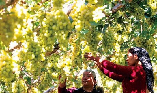 新疆十八怪完整版,新疆十八怪全景