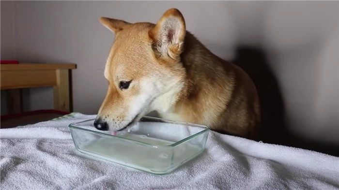 狗狗为啥不能喝小米粥,狗狗为何不可以吃番茄