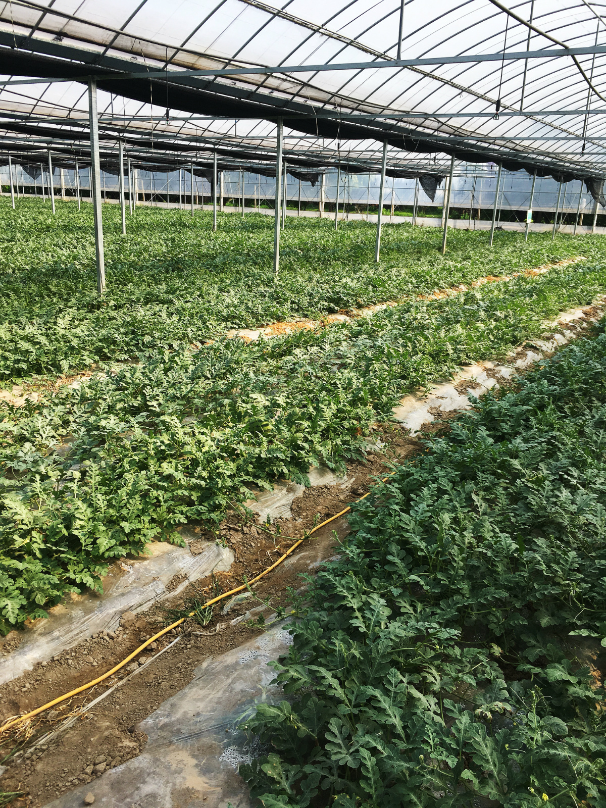 8424西瓜种植技术,8424露天种植西瓜品种哪个好管理