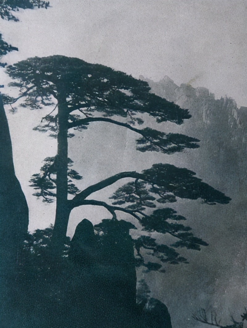 贵宾迎客松的真假辨别方法,黄山迎客松真假