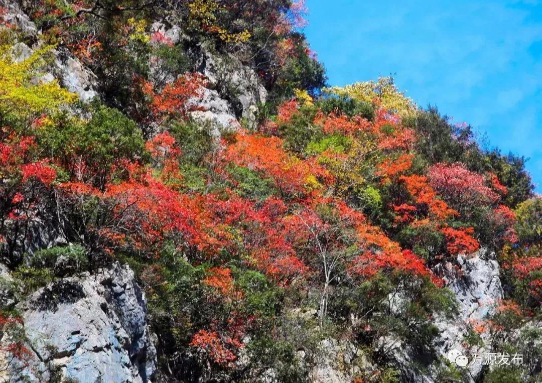 看万山红遍层林,看漫山红遍层林尽染国画