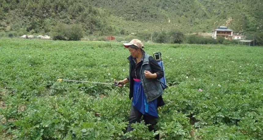 薄荷种植用什么肥料好,薄荷种植多久才可以施肥