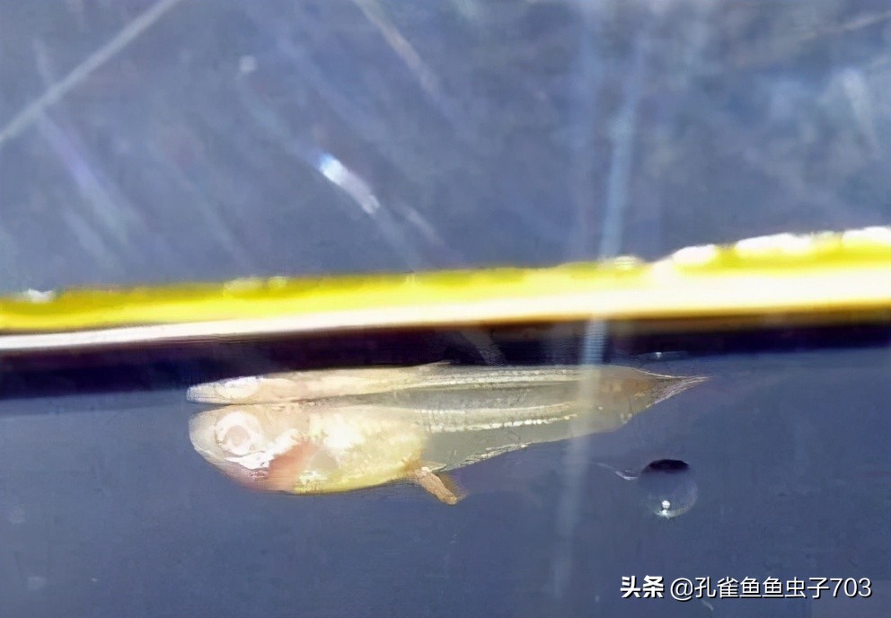 孔雀鱼生病了能自愈吗,孔雀鱼生病为啥要停食