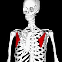 肩膀疼手指麻如何锻炼,手指麻木胀痛做什么操