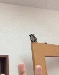 如何和刚到家的蜜袋鼯亲近