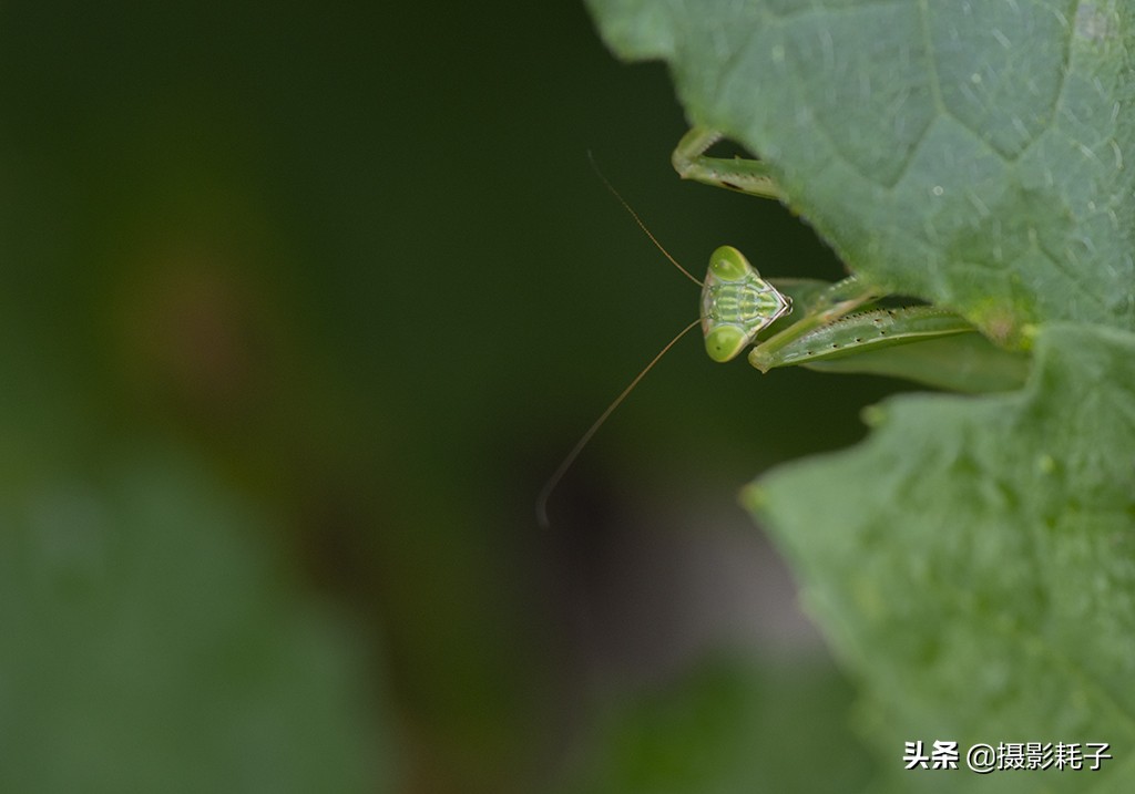 引以为傲的螳螂,勇敢的螳螂