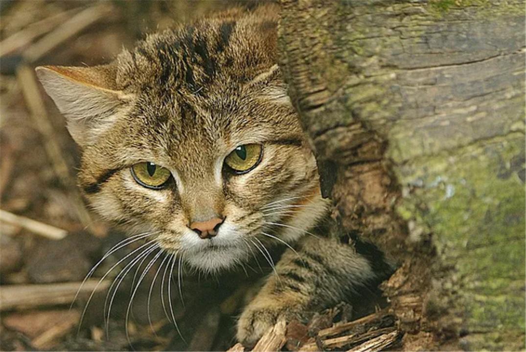 非洲最小的猫,猫科捕猎效率最高的“杀戮机器”,被全世界禁养