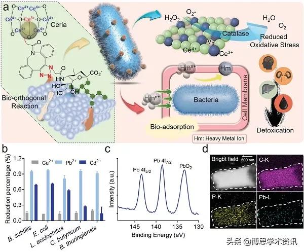 减轻重金属中毒,重金属中毒的斑怎么治疗