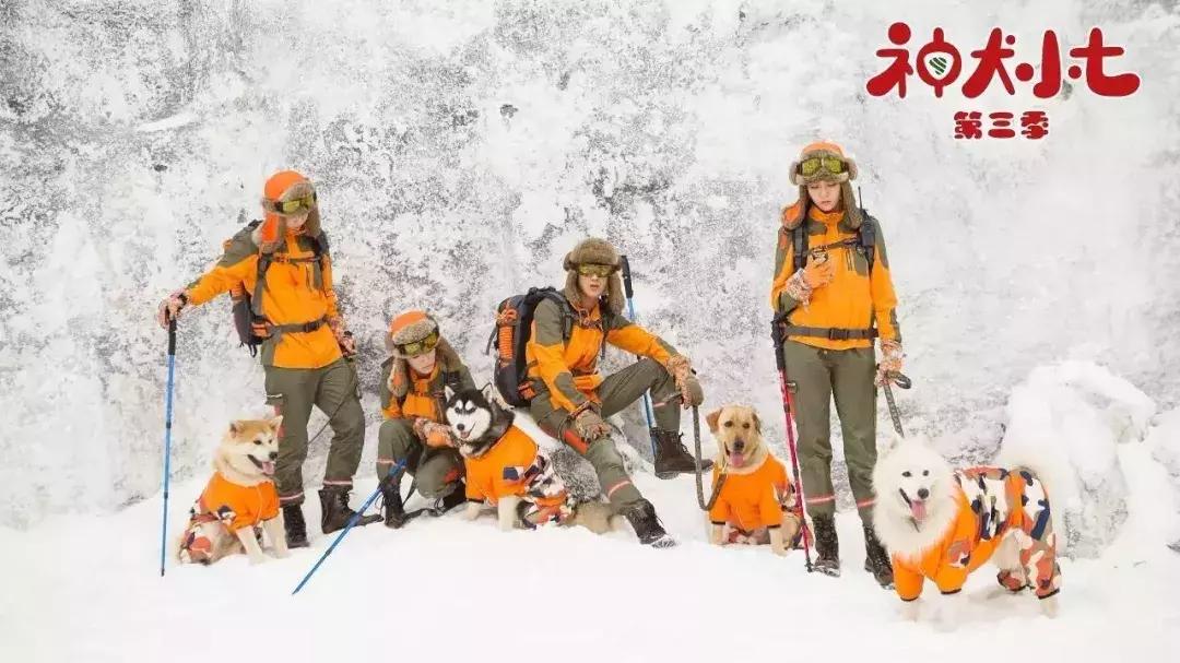 神犬小七第一季小七成为神犬,神犬小七3奇奇