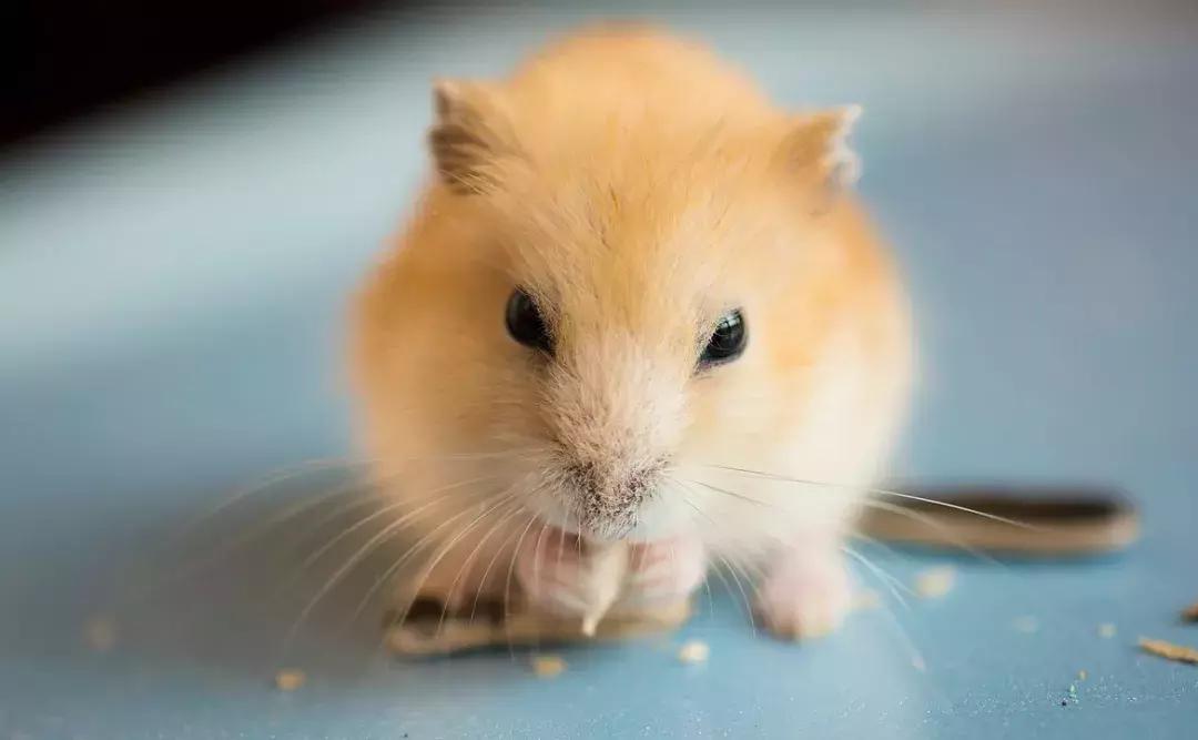 坎贝尔仓鼠和加卡利亚仓鼠,仓鼠生育的小仓鼠种类