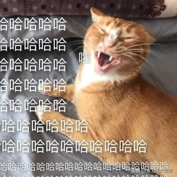 最新笑料合集，哈哈哈哈哈哈哈哈哈哈哈奇怪的知识又增加了