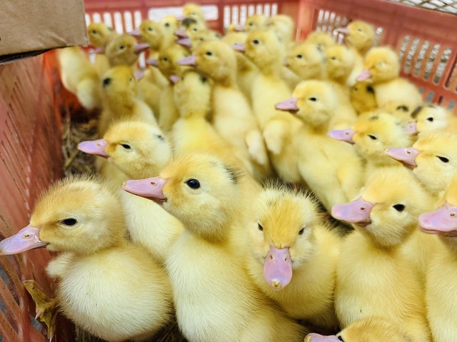 养殖小鸭苗,养鸭育鸭苗利润有多少