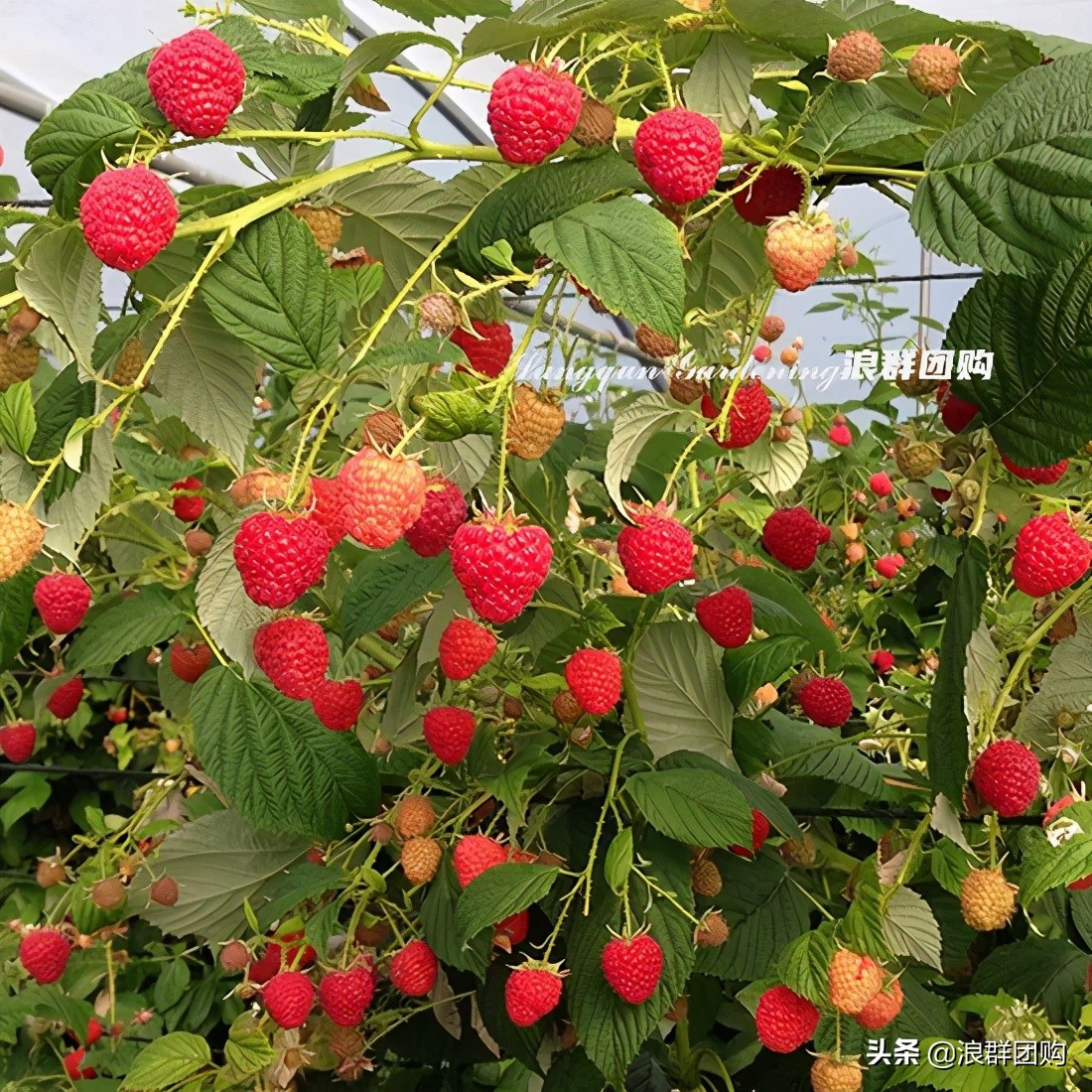 盆栽树莓能结多少果,盆栽果树一年可以长多高