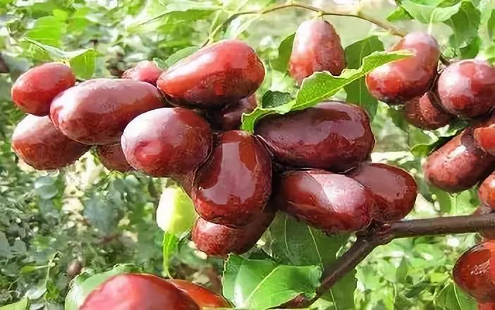 全新疆著名的特产,盘点十大新疆的特产