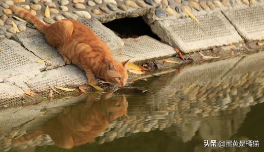猫的饮水习惯与健康问题