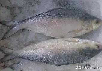 作为潮汕人，这89种海鲜你都能对上号吗