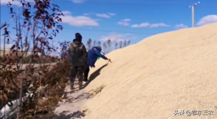 北大荒种2000亩玉米,北大荒农场水稻户