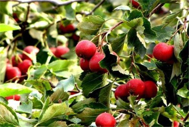 山楂栽培技术及副作用,山楂栽培方法