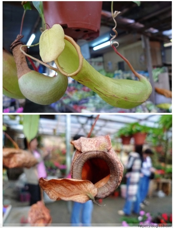 马来西亚办农庄,马来西亚农家小院