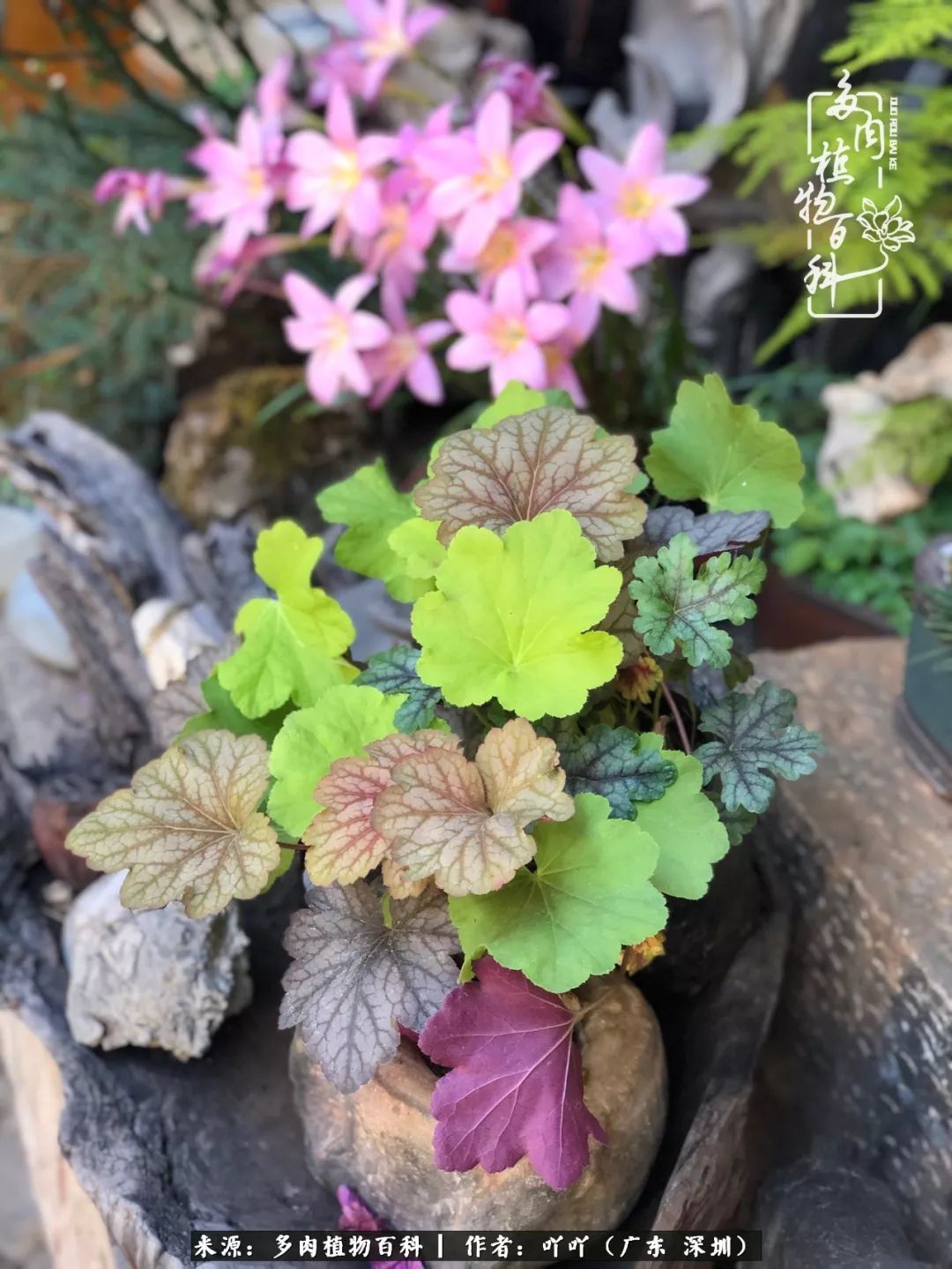 涓冨僵浜戝崡澶氳倝,浜戝崡澶氳倝涔嬫梾