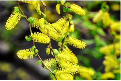 杨柳小古文全文,小古文欣赏杨柳