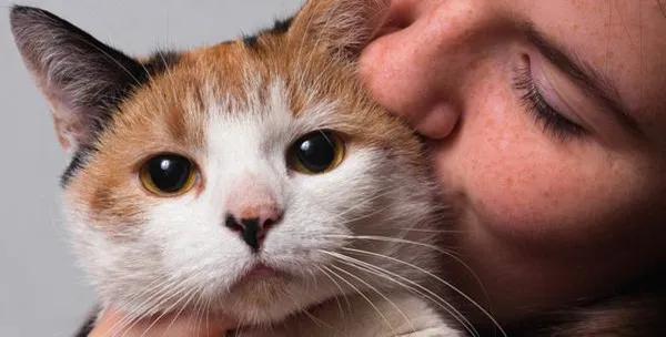 猫咪脾气不好怎么教,猫咪脾气很差怎么办